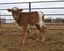 Archer Texa x LC Lady Like Bull