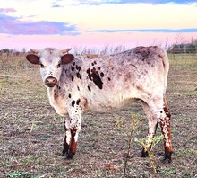 RLL Electric to the Max