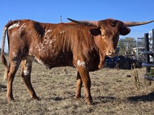 DAUNTLESS 4 SILENT EYES