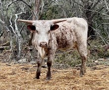 DAUNTLESS REMEDY 100