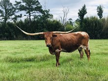 Dixie Rockette