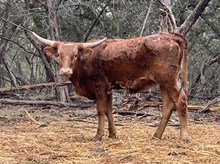 DAUNTLESS MAXINE 100