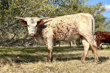 DAUNTLESS REMEDY 100