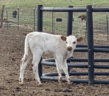 SILENT PLAN X DAISY SS 621 (H) TAG 510