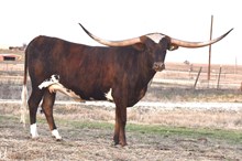 TEXANA REMBRANDT