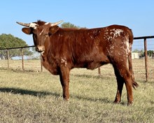 DAUNTLESS DESTINY 100