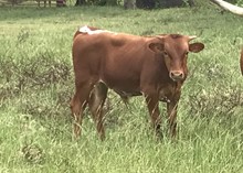 HONEY TONK SWEETHEART BULL