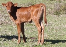 Honky Tonk Sweetheart heifer calf