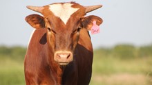 2020 Gunsmoke's Tuzy Bull