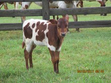 Hubbells Rio Windy Heifer