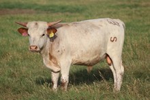 2021 Eternal Jubilee Bull