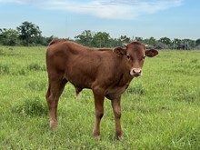 Dauntless Wildflower Bull Calf