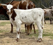 LTR AMBROSIA 