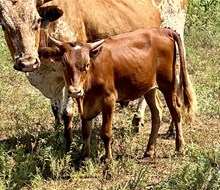 DAUNTLESS MAXINE 100