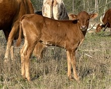 LTR ZAHARA