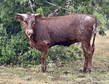 DAUNTLESS DESTINY 100