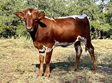 DAUNTLESS SUGAR MOMMA