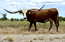 Sweet Samantha FR 30