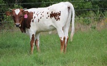 2020 Love Tari Chex Heifer