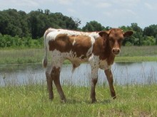 goldenchick bull