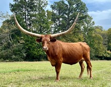 LVR SWEET DIXIE