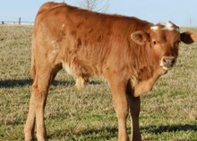 Archer Texa RJF Calibers calf