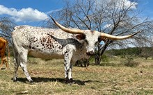 VC VOODOO SAFARI