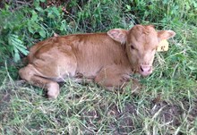 Casper Bull