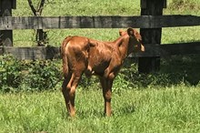 Gunsmoke Echo heifer