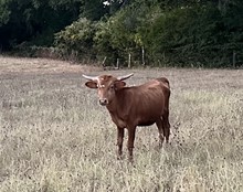 SHR Jaxson Miss Avery heifer